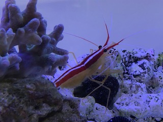 二ホンイシガメのペア