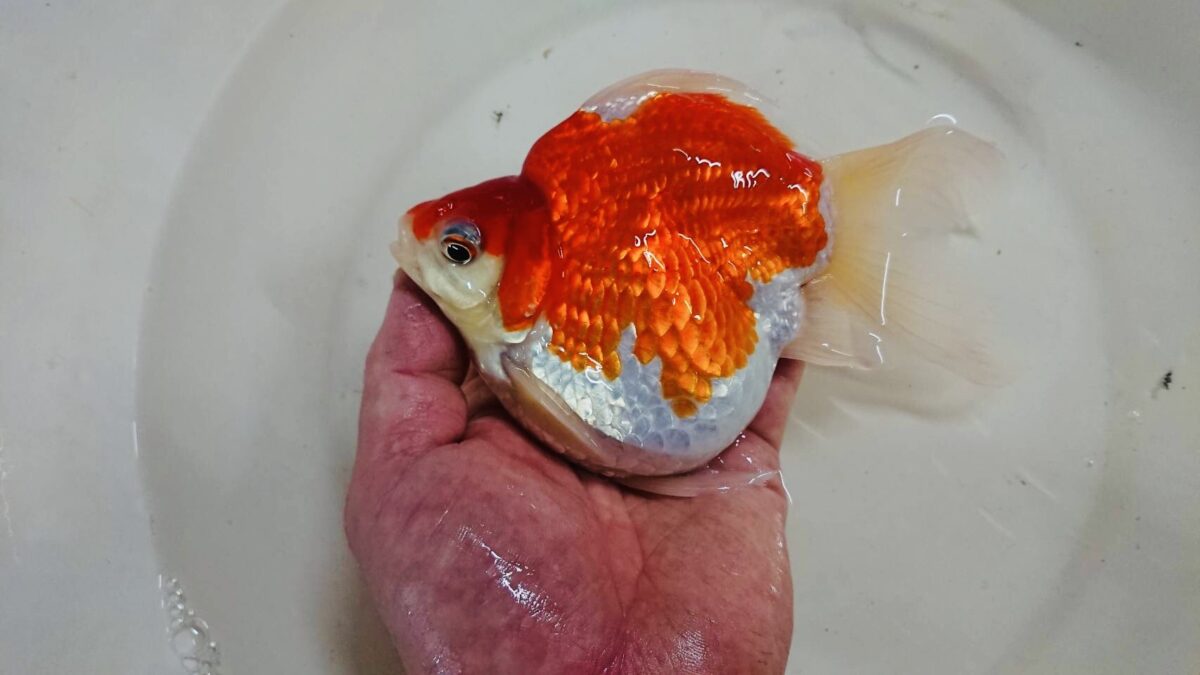 新着情報
