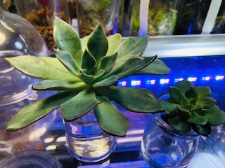 多肉植物