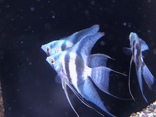 新着のお知らせです
