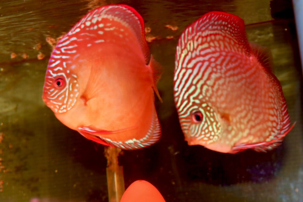 ロートターキスWILDクリペア