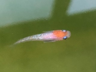 新着のお知らせです