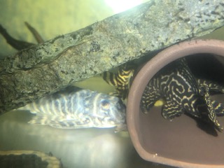 ホマロメナ　フミリス