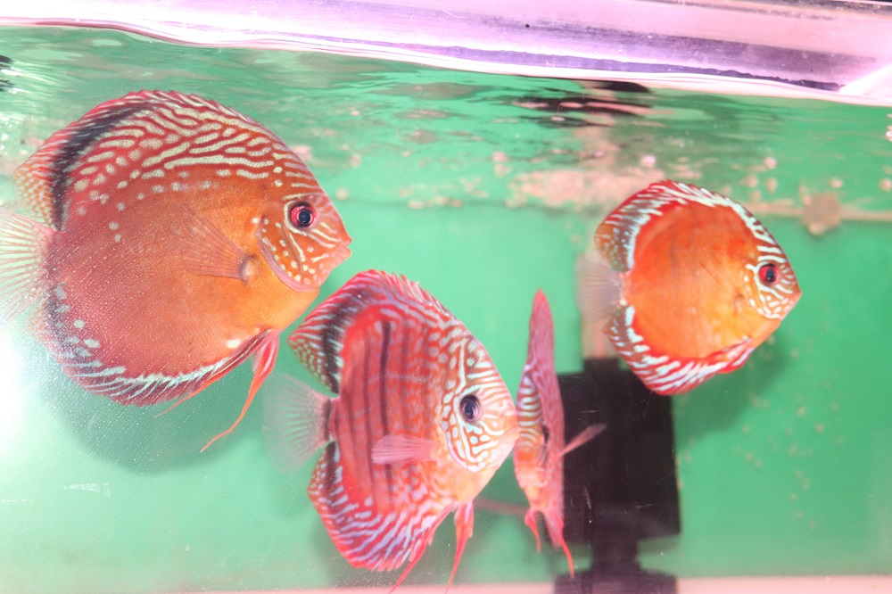 オリジナルクリペア　ストック