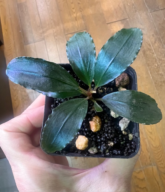 ブセファランドラsp.posuk Sintang Kal barat 【TB】 - 熱帯魚のmishima