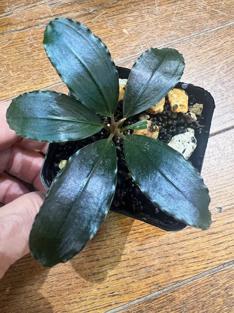 ブセファランドラsp.posuk Sintang Kal barat 【TB】 - 熱帯魚のmishima