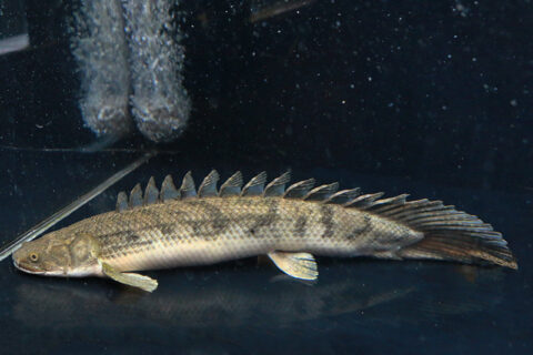 古代魚｜大型熱帯魚 - 熱帯魚のmishima