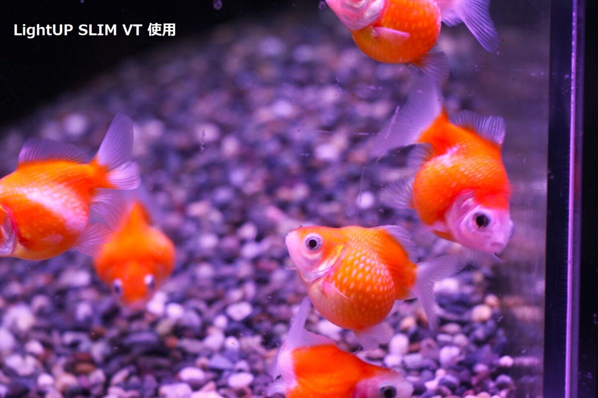 水作LightUP SLIM VT