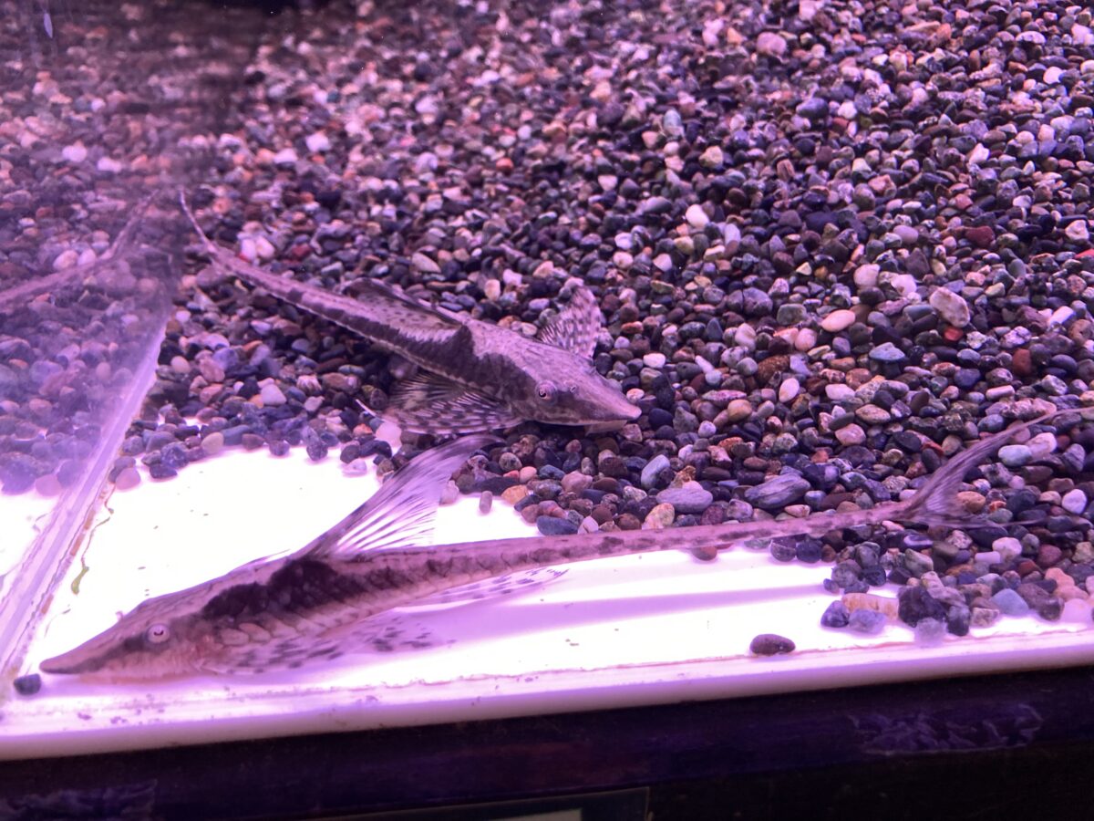 ブルーアイゴールデンブッシー