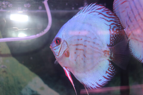 109185