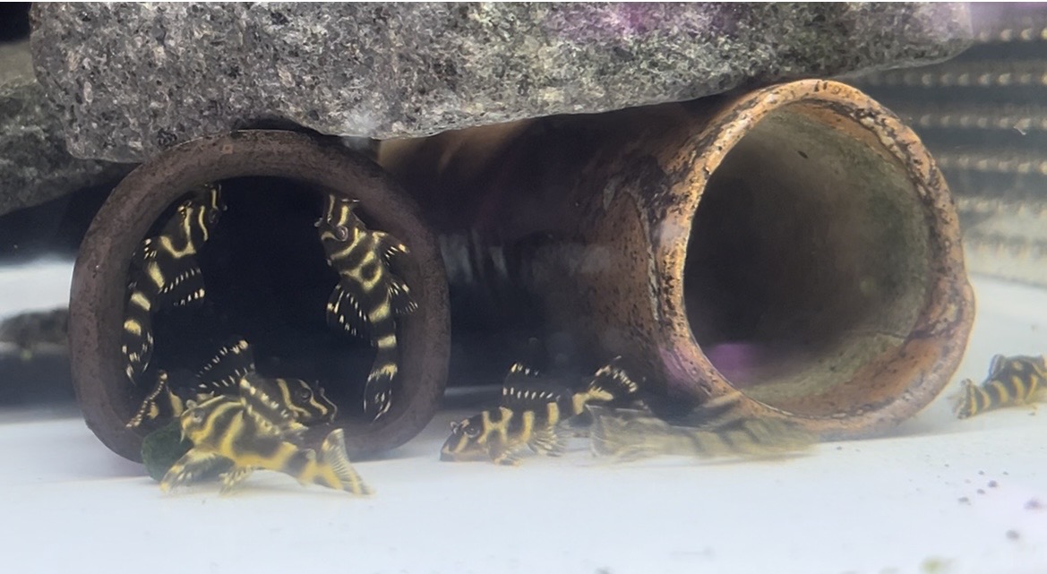 おすすめの小型プレコ