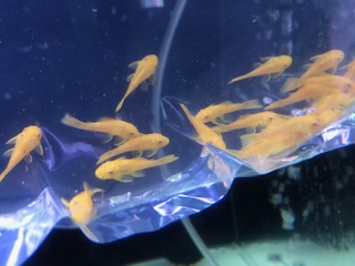 新着のお知らせ