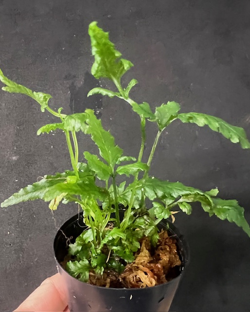 おすすめの小型プレコ