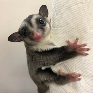 スーパーインぺ