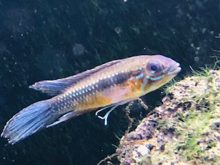 今週の入荷魚など