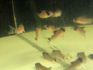 今週の入荷魚など
