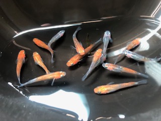 連休日和