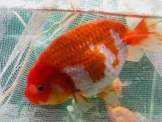 UGOさんの新血統個体