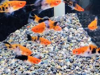 ハイナントカゲモドキ
