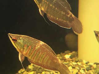 新着のお知らせ