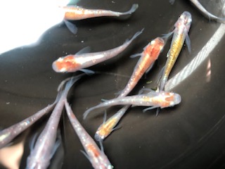 秋のめだか