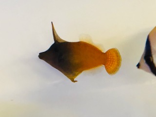 お手頃な！