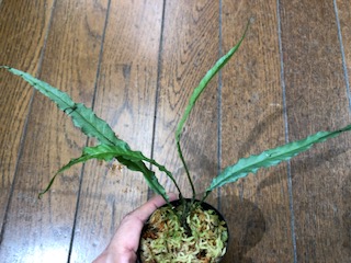 植物いろいろ（ベゴニア）