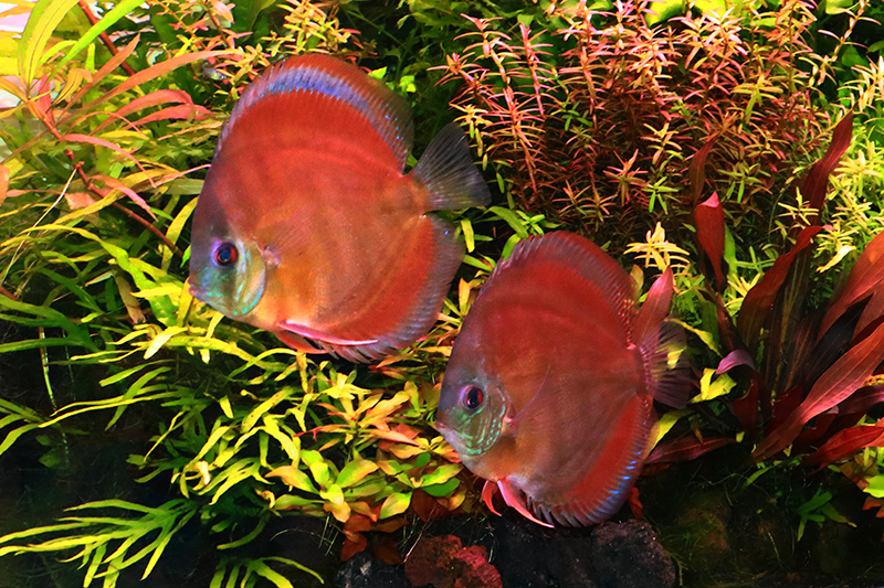 クリペアクロス水草水槽