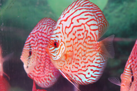 ワイルドF1 アレンカーレッドディスカス