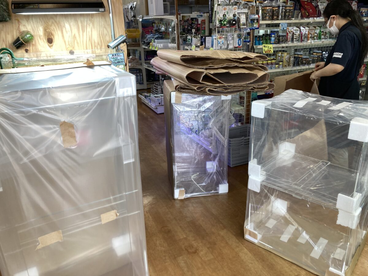 本日も水槽入荷！