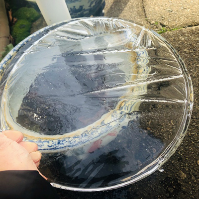 金魚伝承入荷＆ベゴニアなど