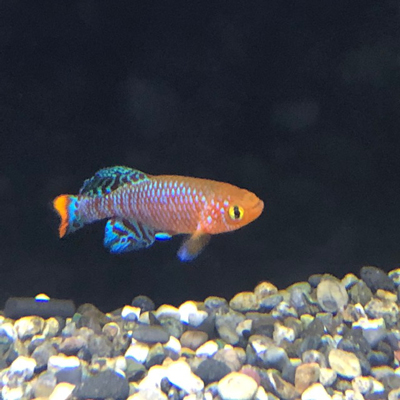 流木マニア