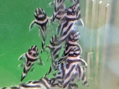 大きくなってきました