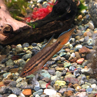 シダとベゴニアなど