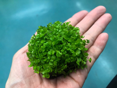 簡単水草Pプレート