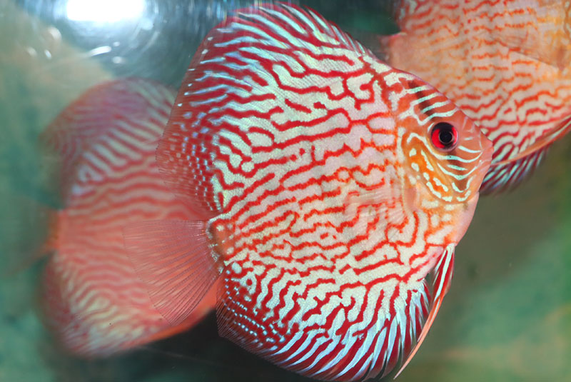 80 以上節約 ロートターキス約11 12cm 熱帯魚ディスカス生体淡水魚 Fucoa Cl