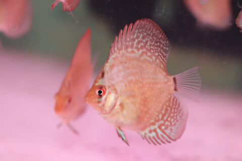 112029