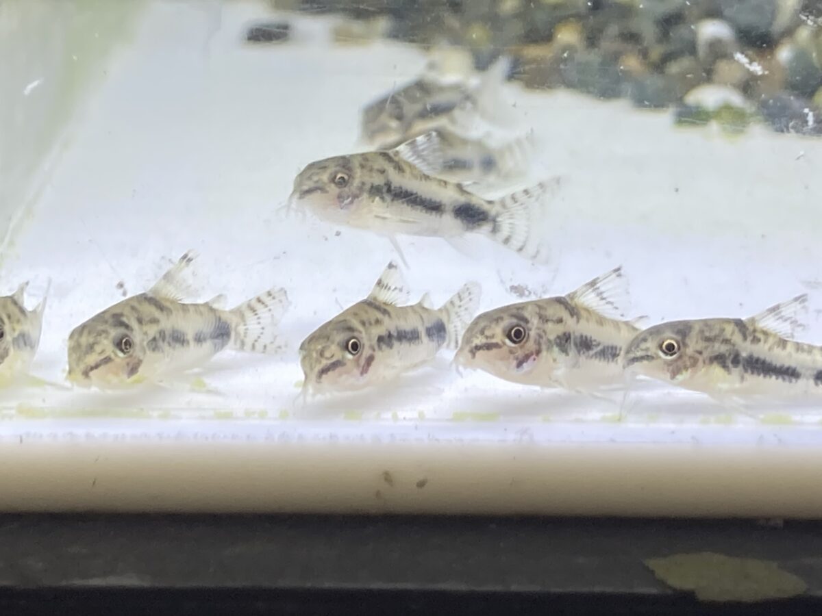 ハブロスス