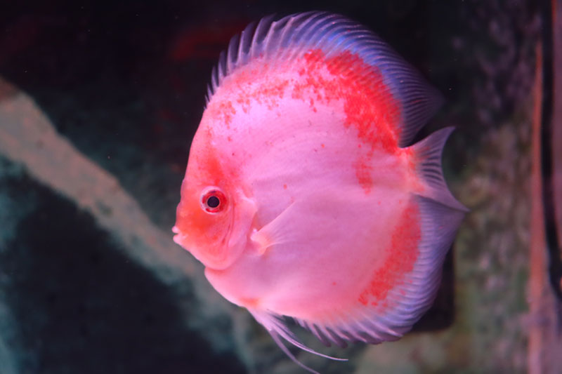 キャリコディスカス - 熱帯魚のmishima