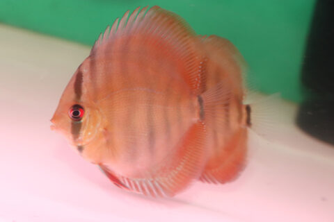 112796