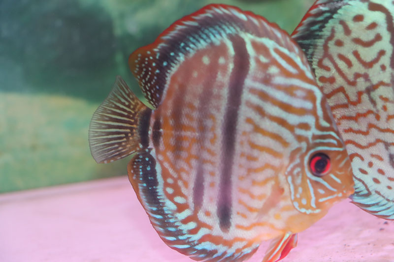 ロイヤルブルーヘッケル - 熱帯魚のmishima