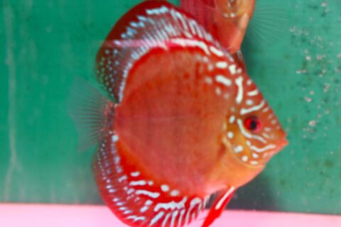 112873