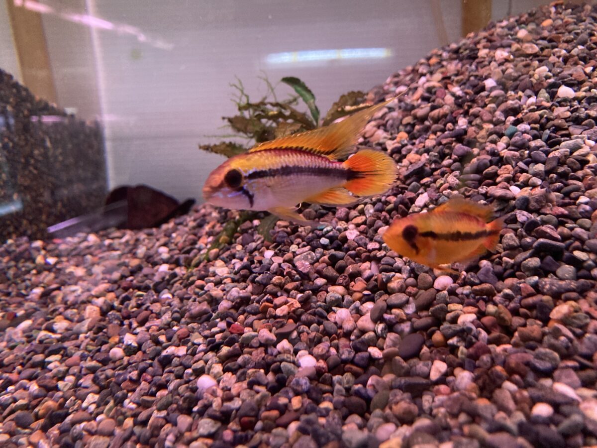 アガシジダブルレッド