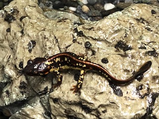 オキナワシリケンイモリ