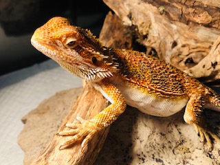 活餌などの在庫状況につきまして