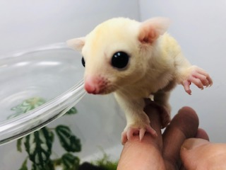 新入荷リスト