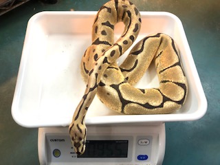 新着情報！
