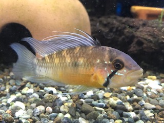 ボールパイソン
