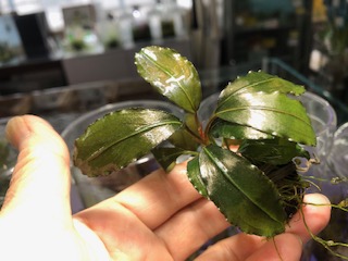 人工孵化器使ってみました。
