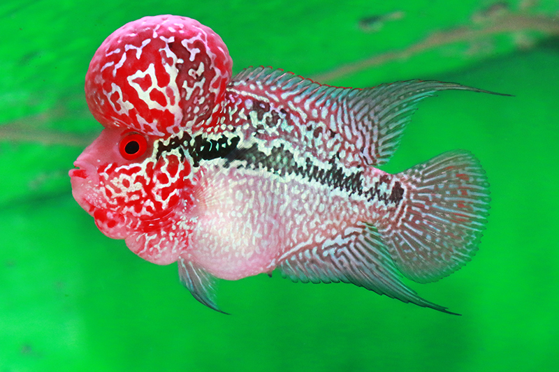 琉球漆器　雅喰籠　熱帯魚 Monster達磨琉金 三色銀鱗 18㎝± | AQUA SHOP 麒麟
